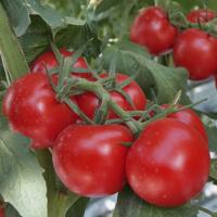РЕД РЕВИР F1 томат Гриномика