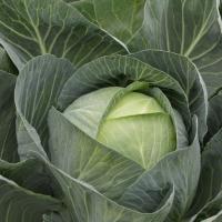 СТОРИДОР F1 капуста белокочанная Сингента