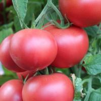 АМФИОН F1 томат Вильморин