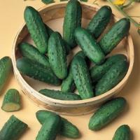 НАТАША микс F1 огурец Семинис, 25 000 шт