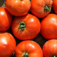 УСМАНЬ F1 томат Энза Заден, 500шт