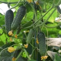 КАНТАРА F1 огурец Райк Цваан, PR, 1000 шт