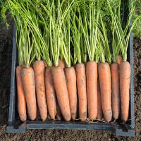 БЕРМУДА F1 морковь Бейо (2.4-2.6)