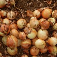 КЭНДИ F1 лук Семинис