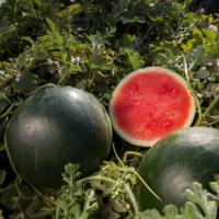 ТИТАНИЯ F1 арбуз Райк Цваан, PR, 100 шт