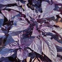 МАРКУС F1 базилик Гриномика