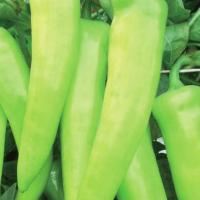 ТАССИЛИ F1 перец Вильморин