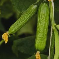 ТОРНАДО F1 огурец Гриномика