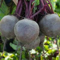 БИКОРЕС F1 свекла Бейо (3.0-3.5) 10кг