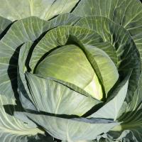 ЦИРКОН F1 капуста белокочанная Бейо