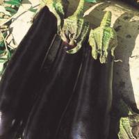 ФАРАМА F1 баклажан Вильморин