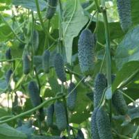 ДЕРИЯ F1 огурец Энза Заден