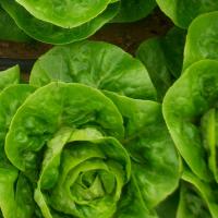 АЛБАРА F1 салат романо Энза Заден