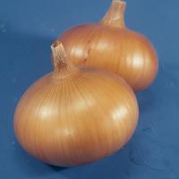 СЕНШУЙ ЙЕЛЛОУ F1 лук Энза Заден