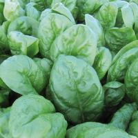 РЭМ F1 шпинат Энза Заден