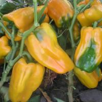 ДЖЕМЕНИ F1 перец Нюнемс (500 шт)