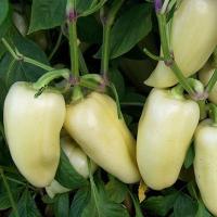 ХАСКИ F1 перец Энза Заден, 500шт