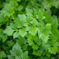 РИАЛТО F1 петрушка Бейо