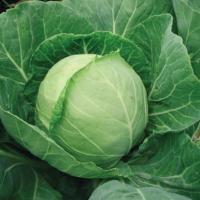 ЛЕГАТ F1 капуста белокочанная Вильморин