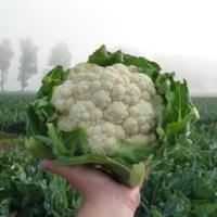 СВ 5818 F1 капуста цветная Семинис