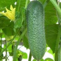 КОРЕНТИН F1 огурец Семинис