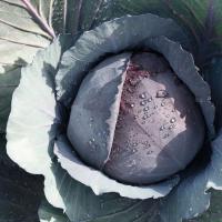 РАНЧЕРО F1 капуста краснокочанная Бейо