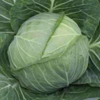 ЭМИЛИ F1 капуста белокочанная Хазера