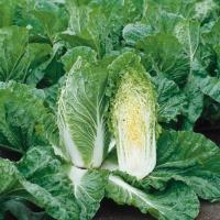 СУПРИН F1 капуста пекинская Сингента