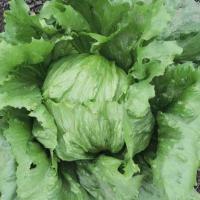 АФФИК F1 салат айсберг Семинис, 10 гр