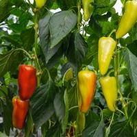 ДОН F1 перец Бейо