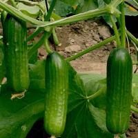 МАНСУР F1 огурец Гриномика