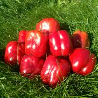 РЭД БАРОН F1 перец Энза Заден