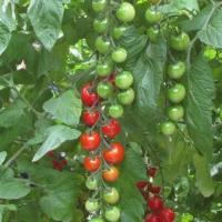 ЧЕЗАРЕ F1 томат Гавриш (500)