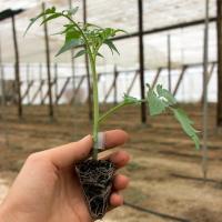 ТЕРМИНАТОР F1 подвой Гриномика