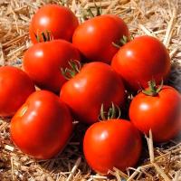 МАМАКО F1 томат Сингента