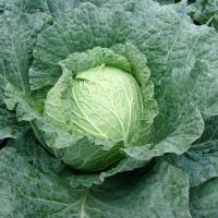 ЭСТРЕМА F1 капуста савойская Райк Цваан, NS, 1000 шт