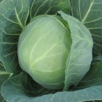 ПРЕСТАР F1 капуста белокочанная Энза Заден