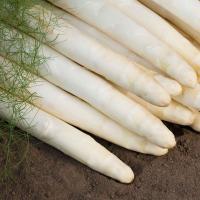 КУМУЛУС F1 спаржа Бейо (5000)