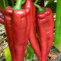 ТЕСЕО F1 перец Энза Заден