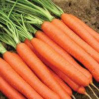 СВ 1140 F1 морковь Семинис, 1 млн шт.