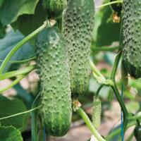 ТРАСТ F1 огурец Гриномика (1000 шт)