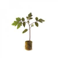 ЭМПЕРАДОР F1 подвой Райк Цваан, 500 драже