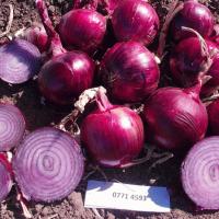 ЕХ 077 F1 лук Семинис