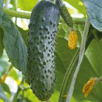 МАВЕРИК F1 огурец Гриномика