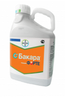 Бакара Форте, КС