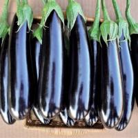 ФАВОРИТ F1 баклажан Вильморин