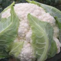 АМСТЕРДАМ F1 капуста цветная Хазера