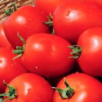 НАМИБ F1 томат Сингента