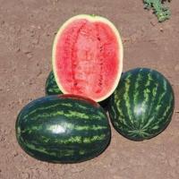 ЛИВИЯ F1 арбуз Вильморин