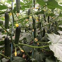 АРИНАРА F1 огурец Райк Цваан, PR, 250 шт